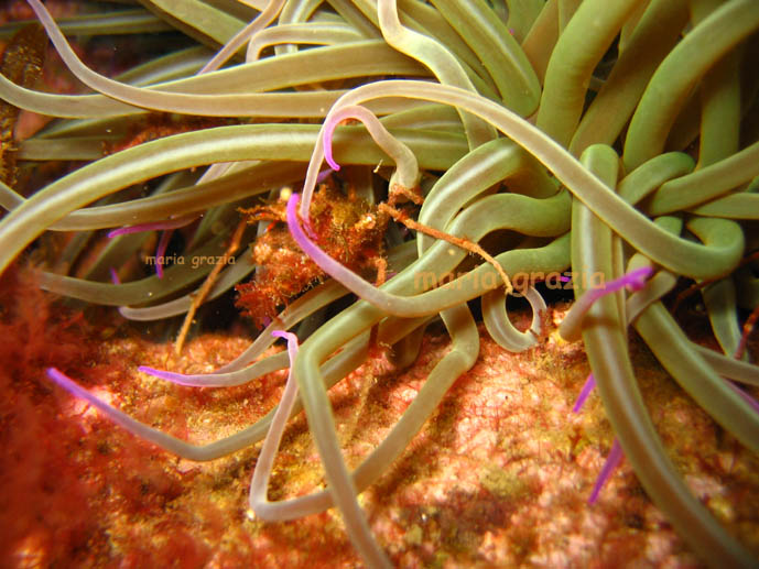 Inachus sp. in Anemonia